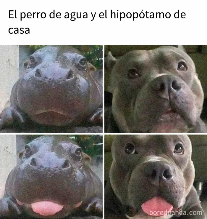 35 memes de perros adorablemente graciosos