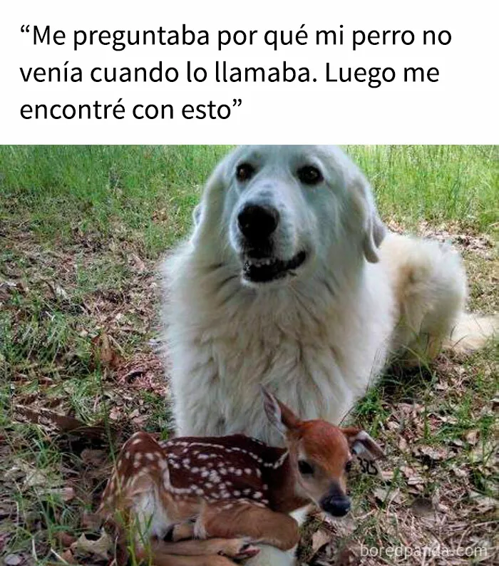 35 memes de perros adorablemente graciosos