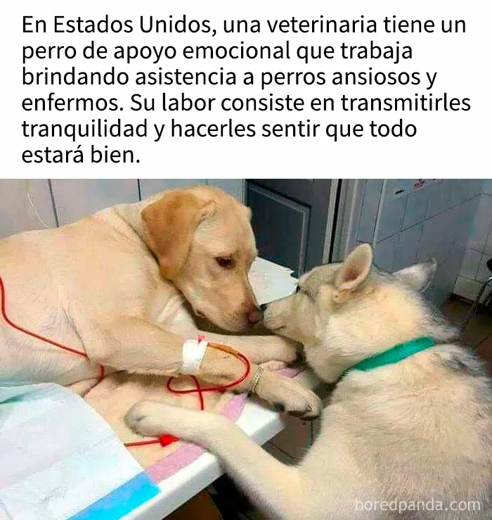 35 memes de perros adorablemente graciosos
