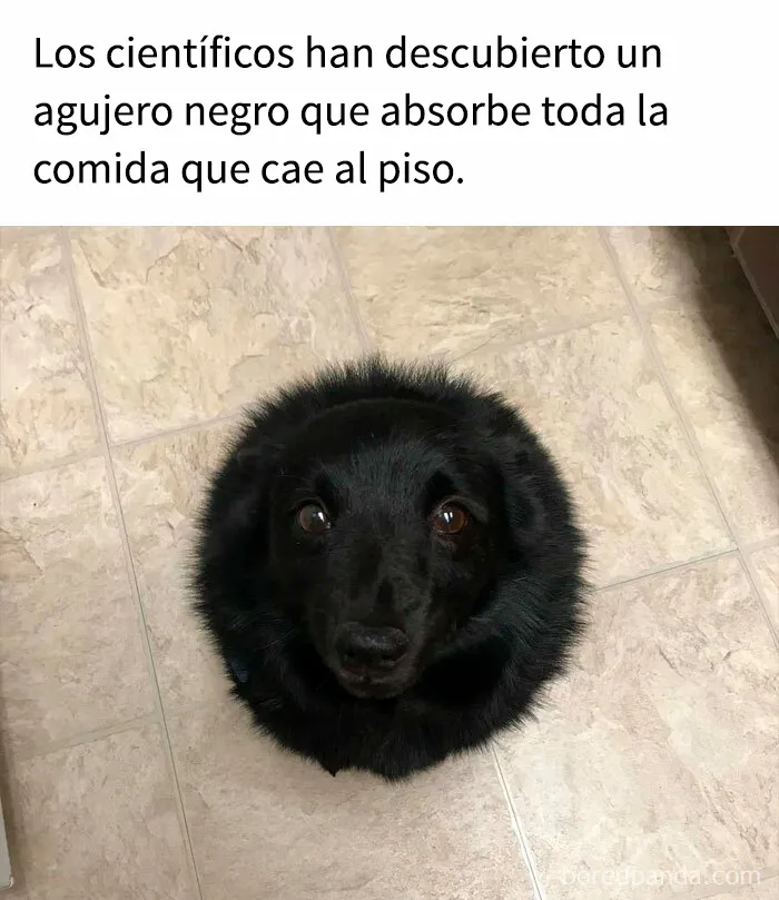 35 memes de perros adorablemente graciosos
