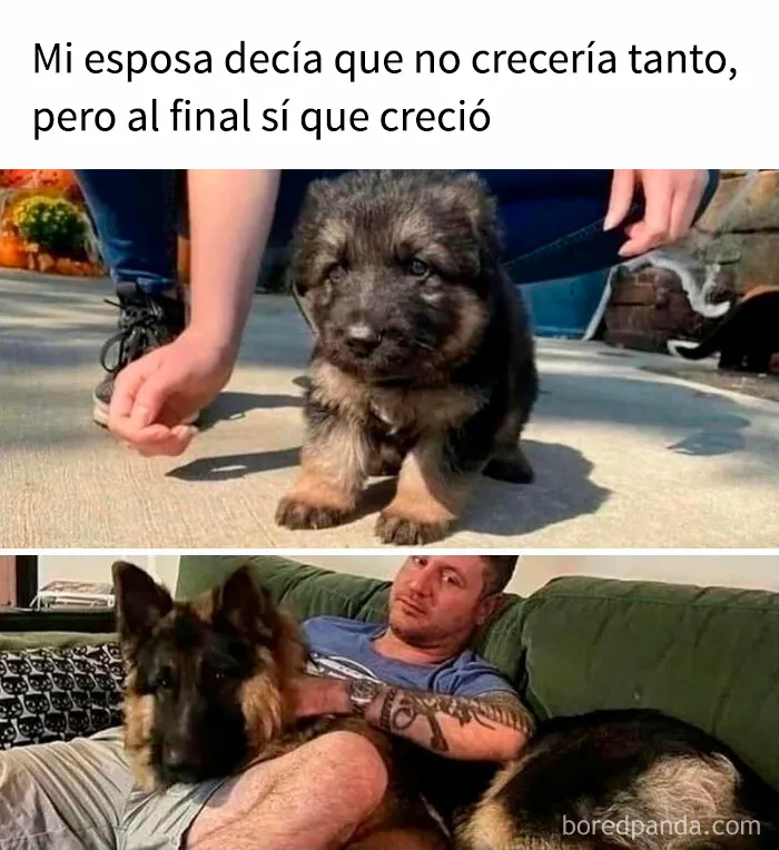 35 memes de perros adorablemente graciosos