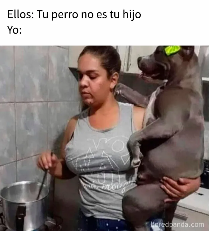 35 memes de perros adorablemente graciosos