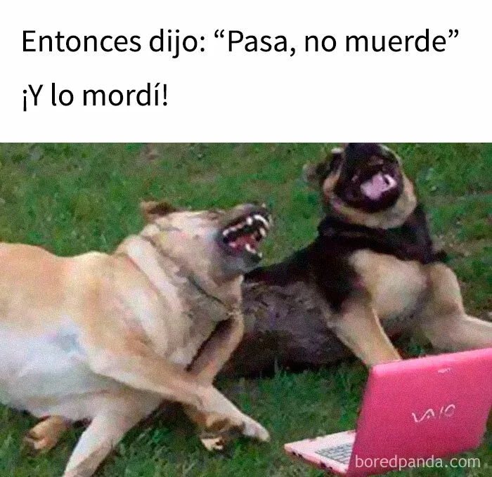 35 memes de perros adorablemente graciosos