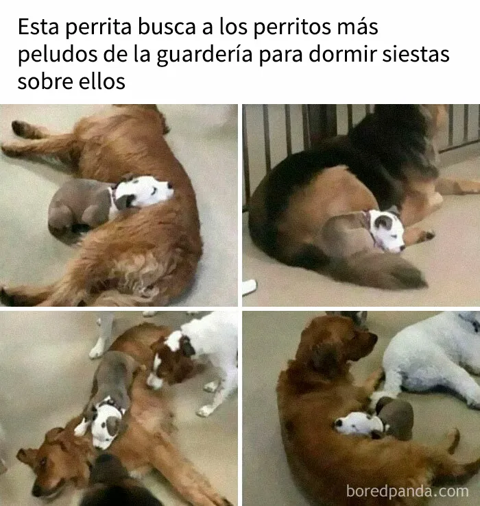 35 memes de perros adorablemente graciosos