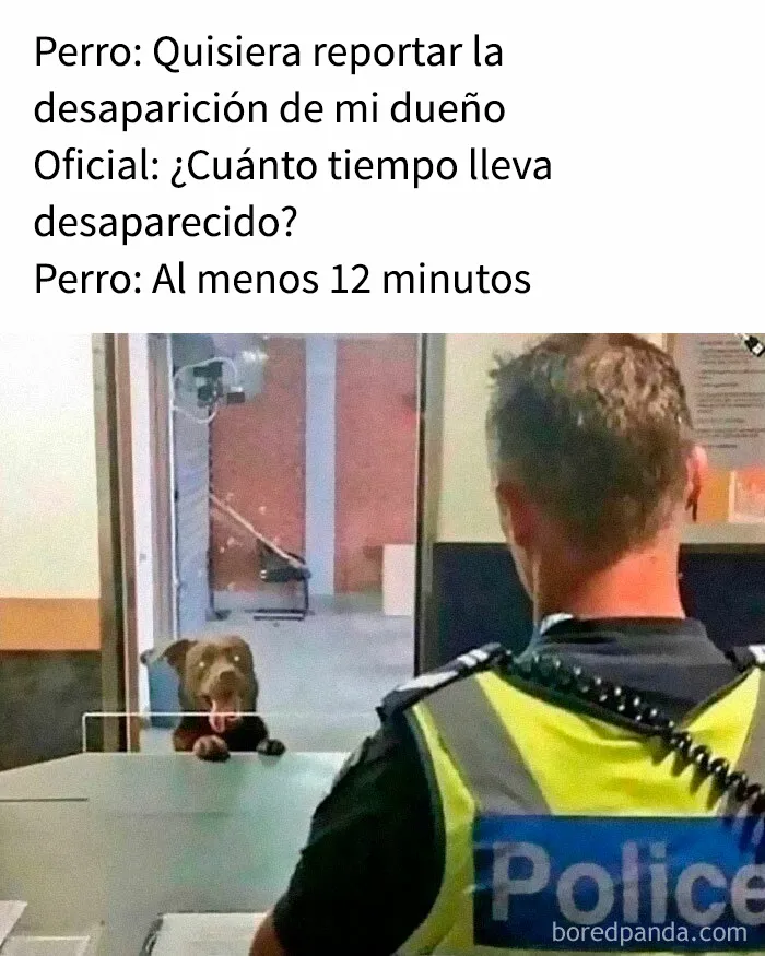 35 memes de perros adorablemente graciosos