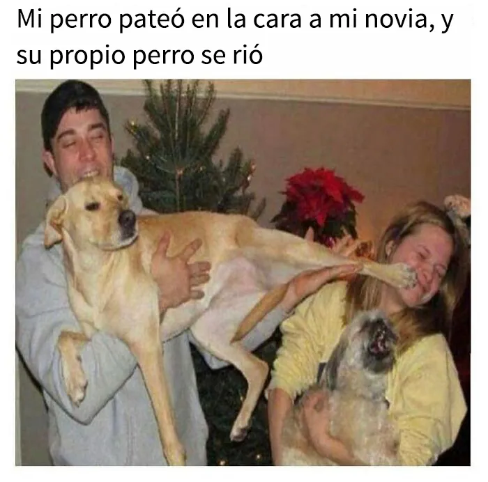 35 memes de perros adorablemente graciosos