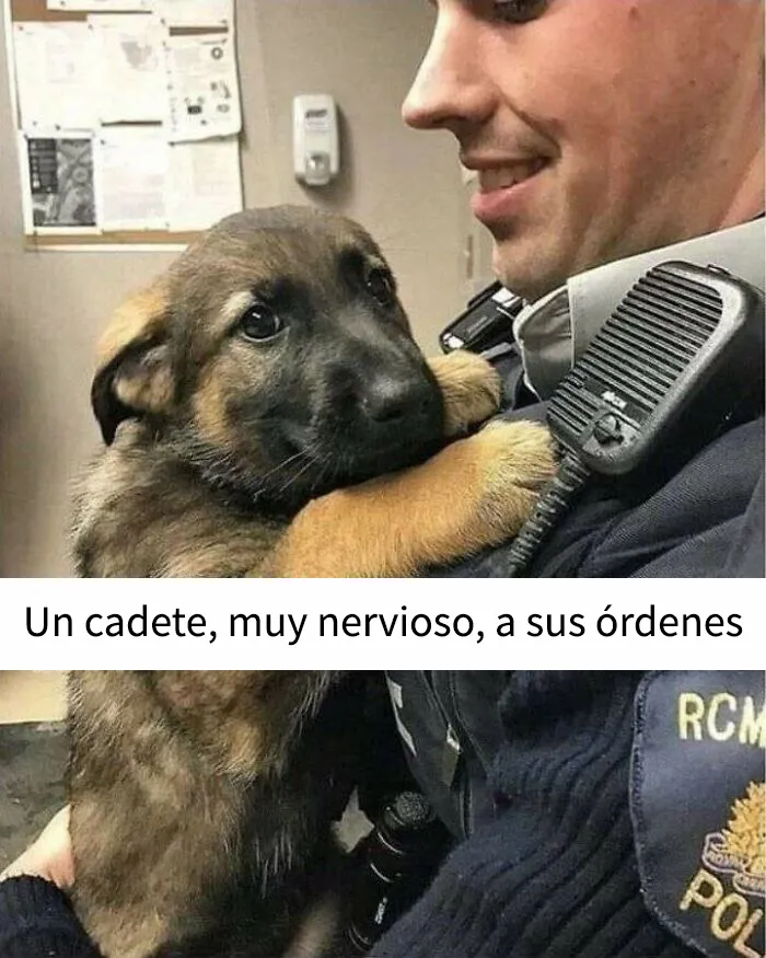 35 memes de perros adorablemente graciosos