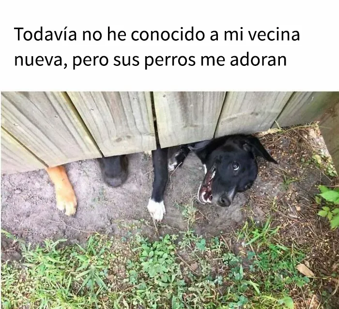 35 memes de perros adorablemente graciosos