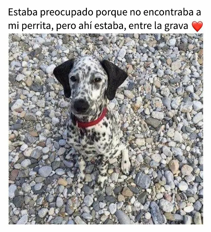 35 memes de perros adorablemente graciosos