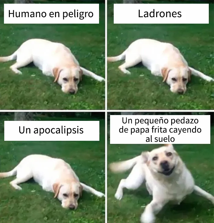 35 memes de perros adorablemente graciosos