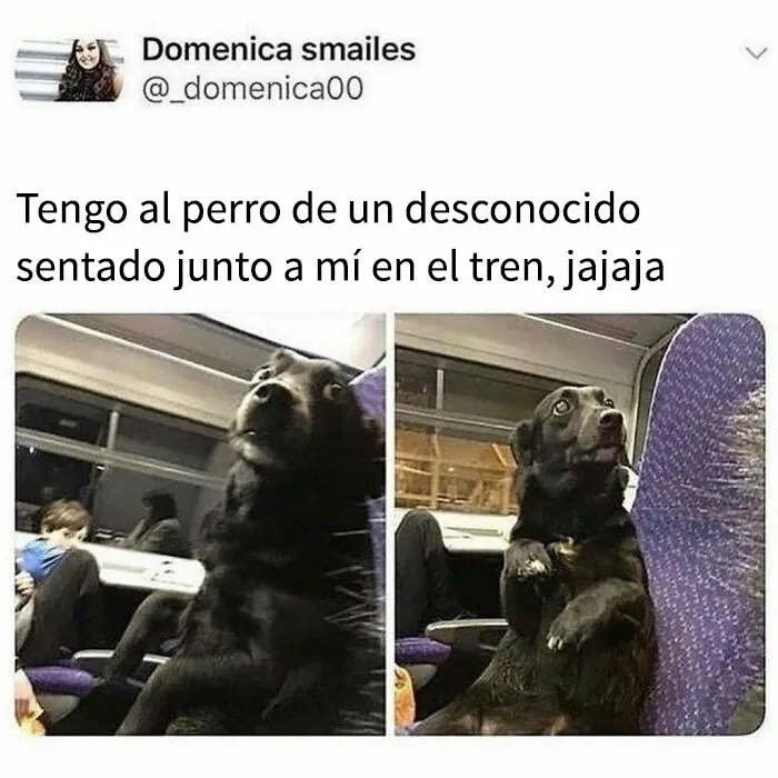 35 memes de perros adorablemente graciosos