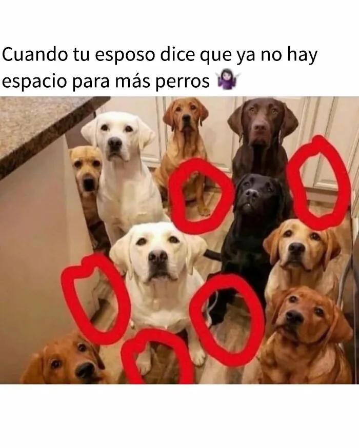 35 memes de perros adorablemente graciosos