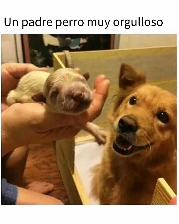 35 memes de perros adorablemente graciosos