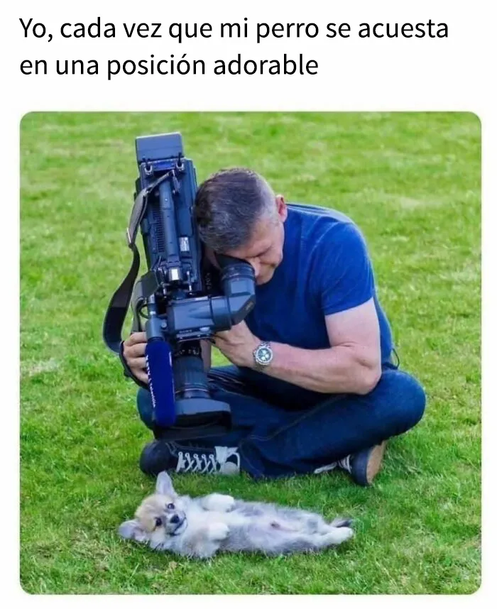 35 memes de perros adorablemente graciosos