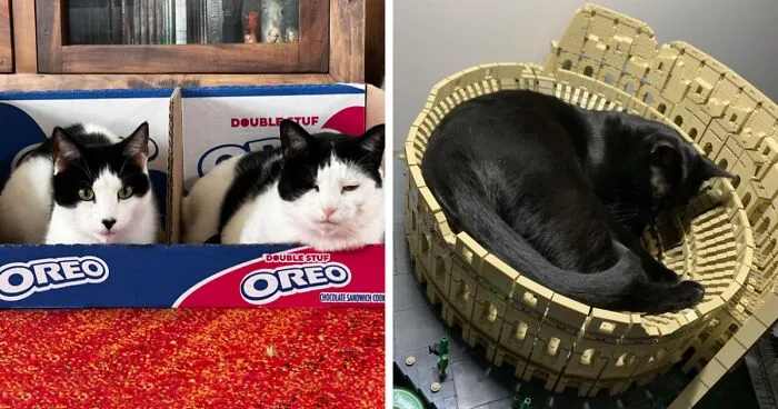 Estas personas que dominan el arte de ser más astutas que los felinos comparten sus mejores trampas para gatos