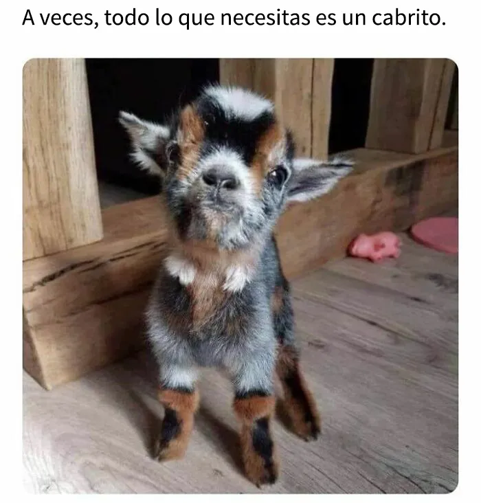 25 divertidos memes que muestran lo mejor del humor británico