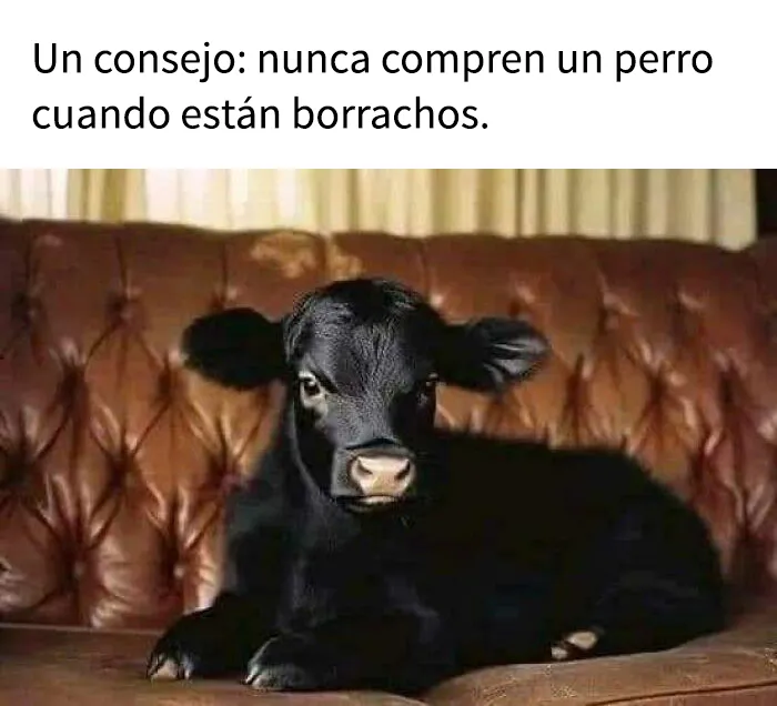 25 divertidos memes que muestran lo mejor del humor británico