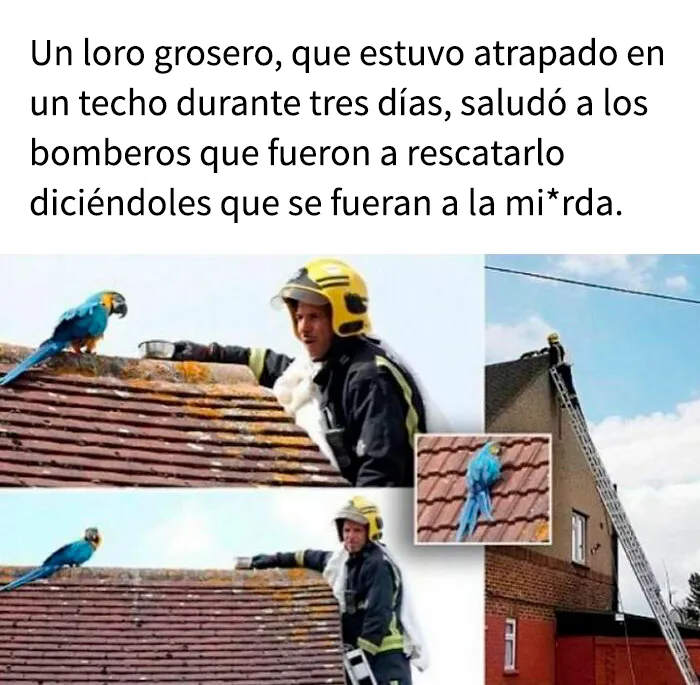 25 divertidos memes que muestran lo mejor del humor británico