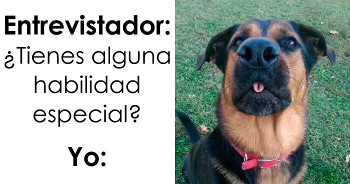 35 memes de perros adorablemente graciosos