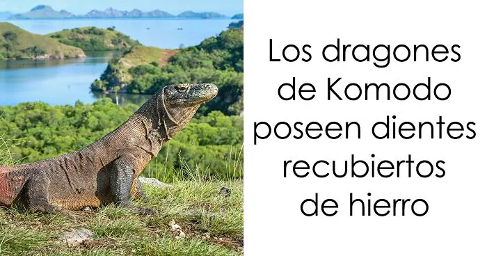 "Cómo funciona todo": 20 imágenes que probablemente te enseñarán algo nuevo