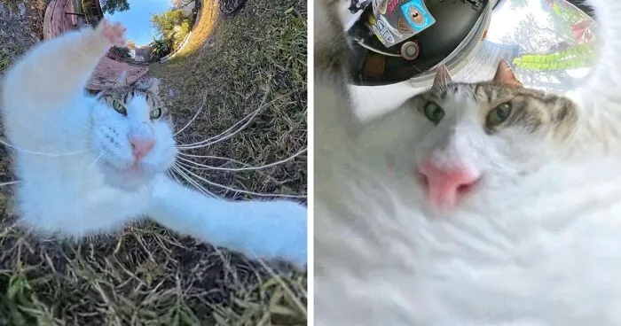 39 fotos graciosas de estos gatos que su dueño capturó con una cámara en 360º