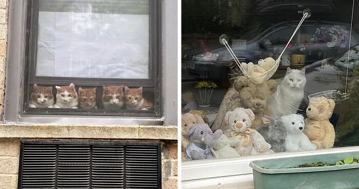 Esta cuenta de Instagram comparte las fotos más lindas de gatos en ventanas (30 imágenes)