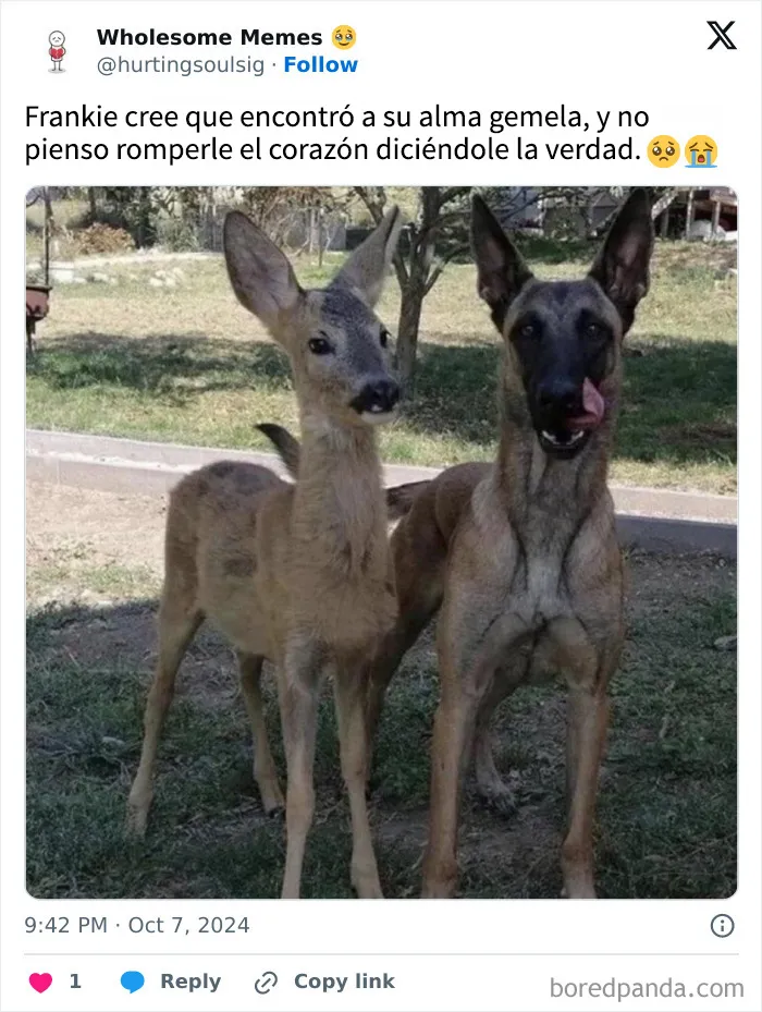 Esta popular cuenta de Instagram se encarga de contagiar optimismo con sus conmovedoras publicaciones (25 nuevas imágenes)