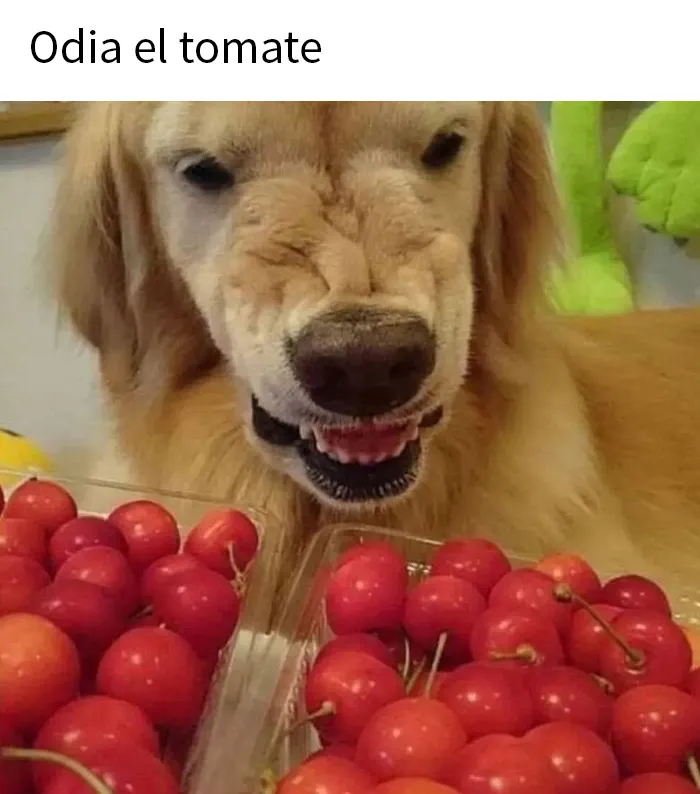 20 Memes salvajes sobre comida caótica que te dejarán sin palabras