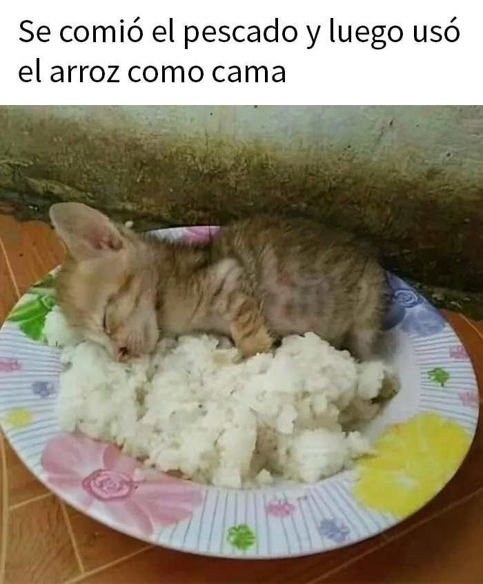 20 Memes salvajes sobre comida caótica que te dejarán sin palabras