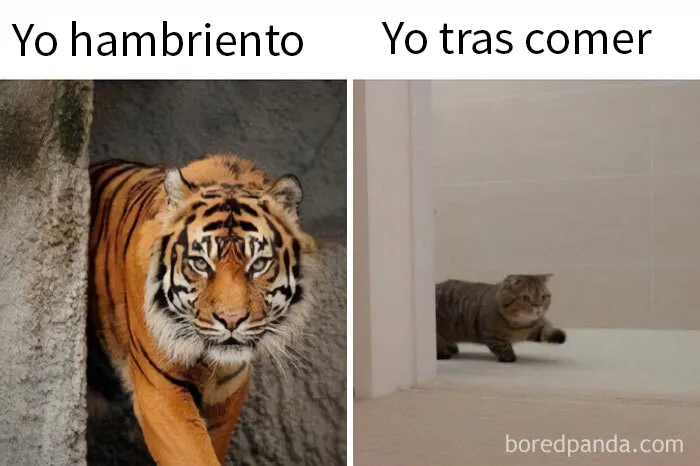 20 Divertidos memes dedicados enteramente a la comida