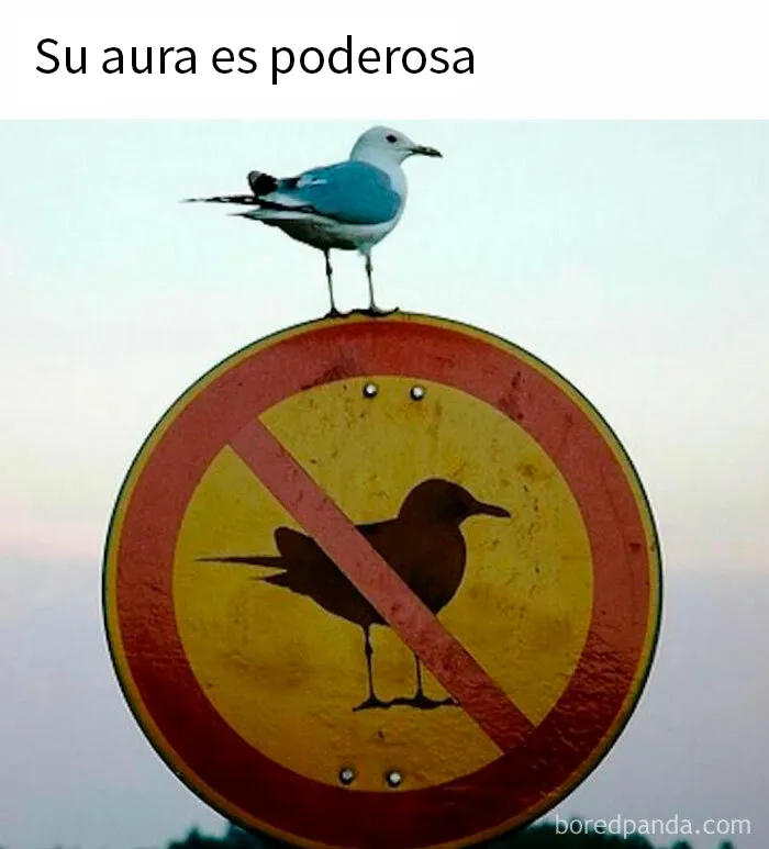 20 Memes caóticos y divertidos sobre cosas de la vida
