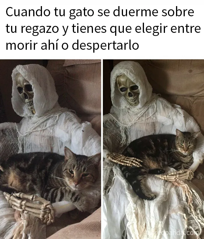 20 Memes adorables que demuestran lo especiales que son los gatos