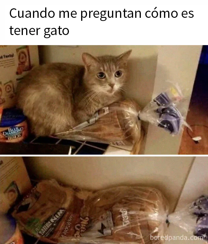 20 Memes adorables que demuestran lo especiales que son los gatos
