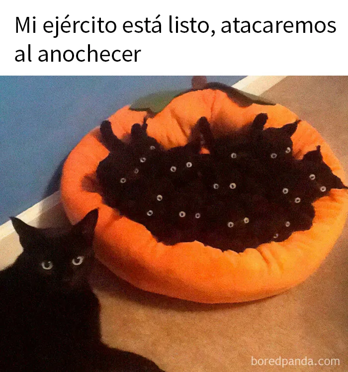 20 Memes adorables que demuestran lo especiales que son los gatos