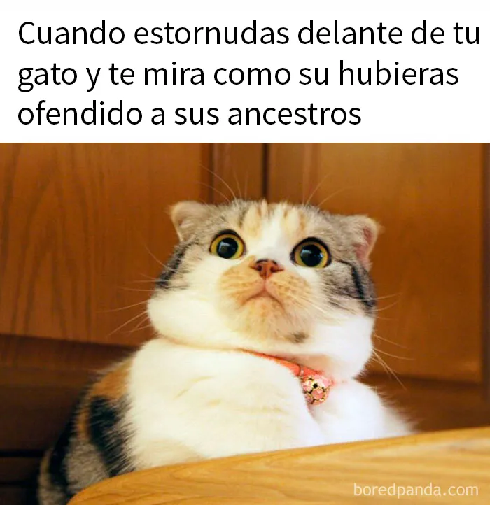 20 Memes adorables que demuestran lo especiales que son los gatos