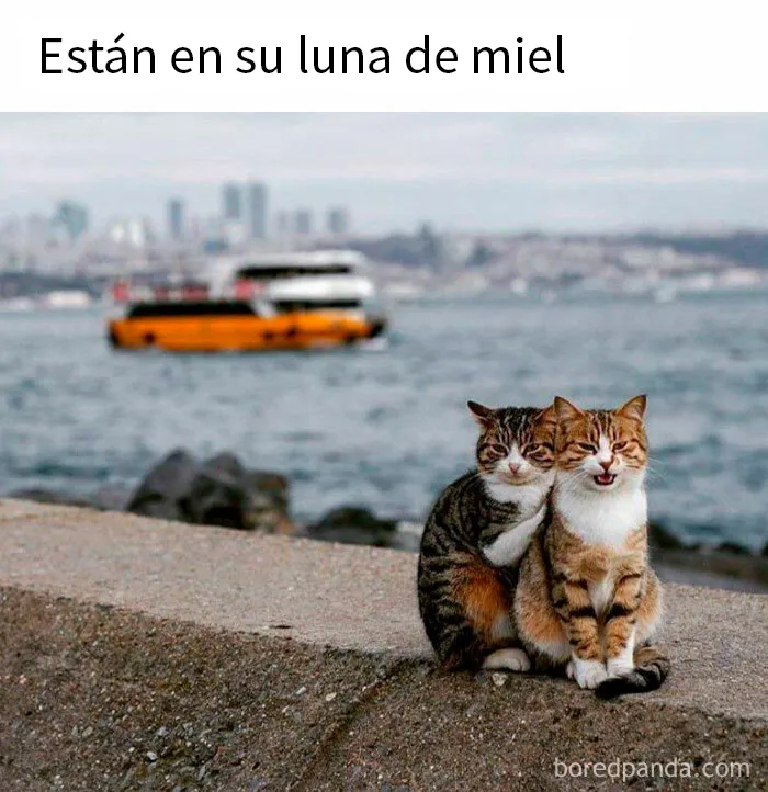 20 Memes adorables que demuestran lo especiales que son los gatos
