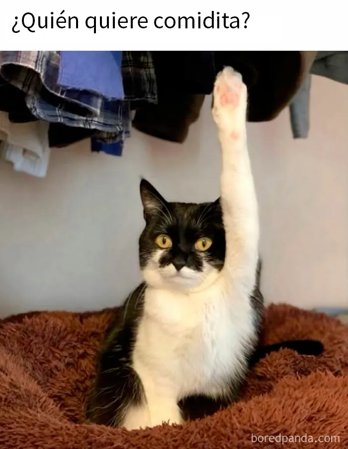 20 Memes adorables que demuestran lo especiales que son los gatos