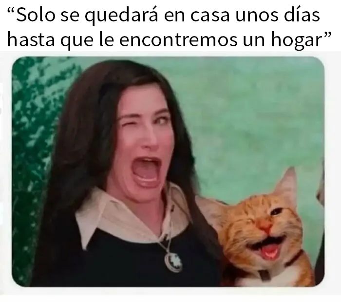 20 Memes adorables que demuestran lo especiales que son los gatos
