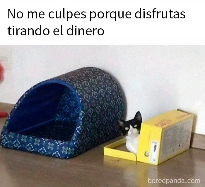 20 Memes adorables que demuestran lo especiales que son los gatos