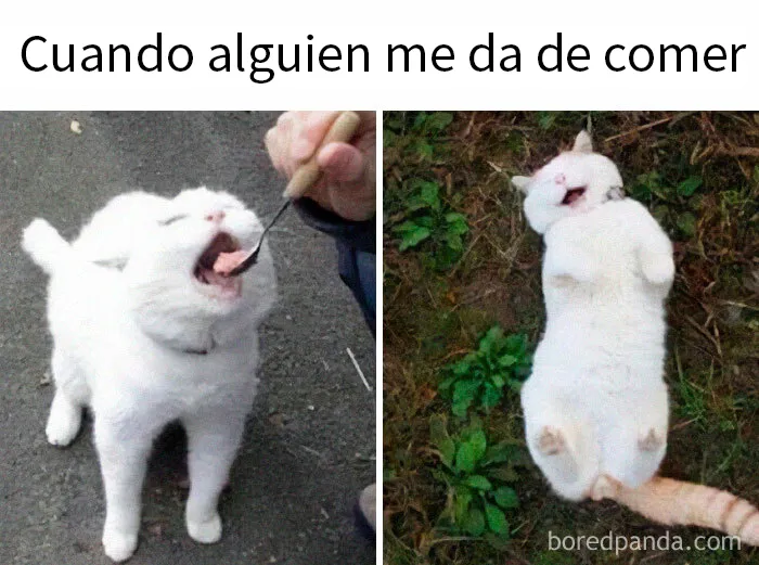 20 Memes adorables que demuestran lo especiales que son los gatos