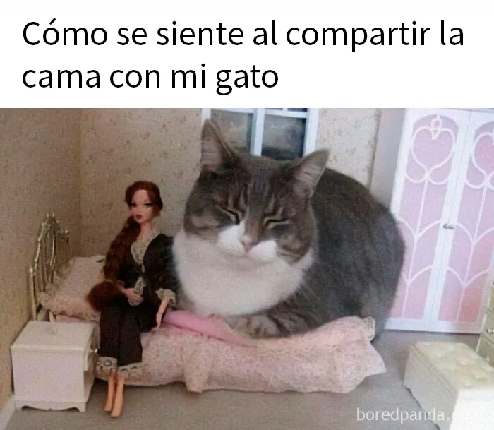 20 Memes adorables que demuestran lo especiales que son los gatos