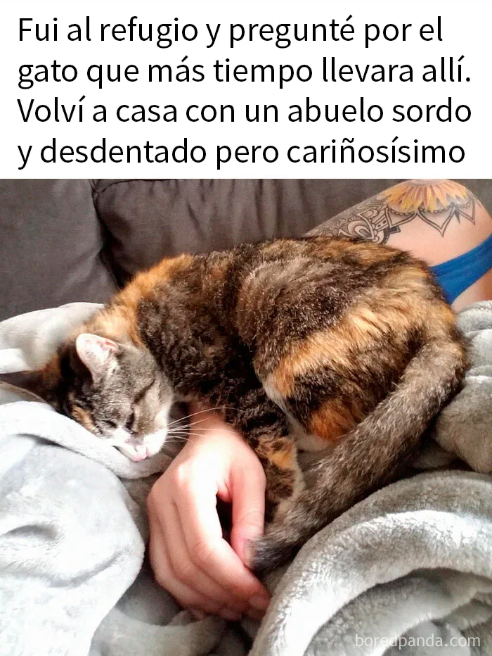 20 Memes adorables que demuestran lo especiales que son los gatos