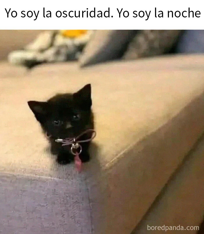 20 Memes adorables que demuestran lo especiales que son los gatos