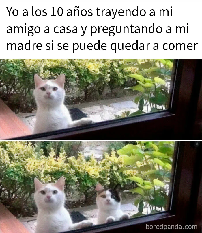 20 Memes adorables que demuestran lo especiales que son los gatos
