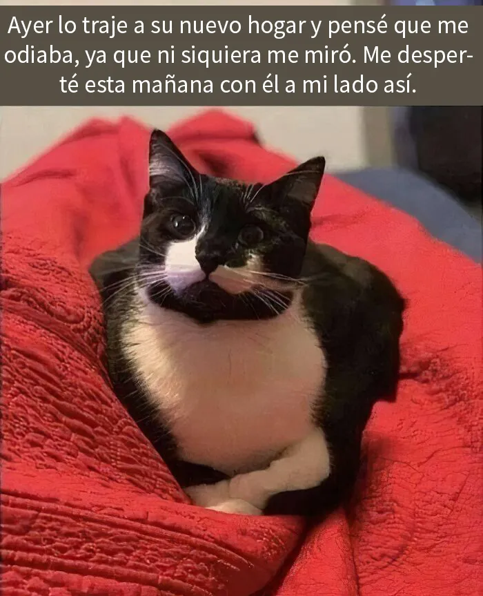 20 Memes adorables que demuestran lo especiales que son los gatos