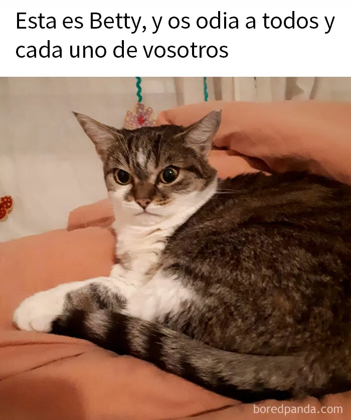 20 Memes adorables que demuestran lo especiales que son los gatos