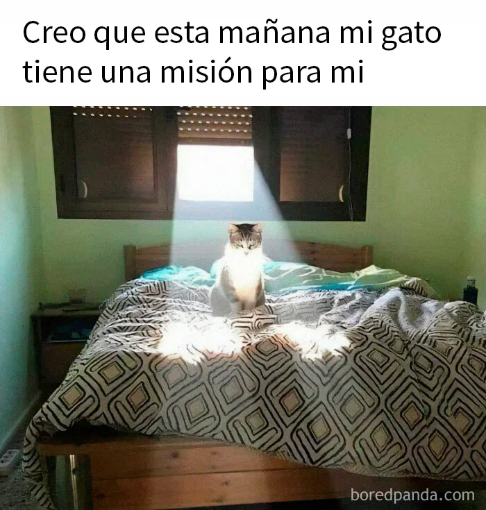 20 Memes adorables que demuestran lo especiales que son los gatos