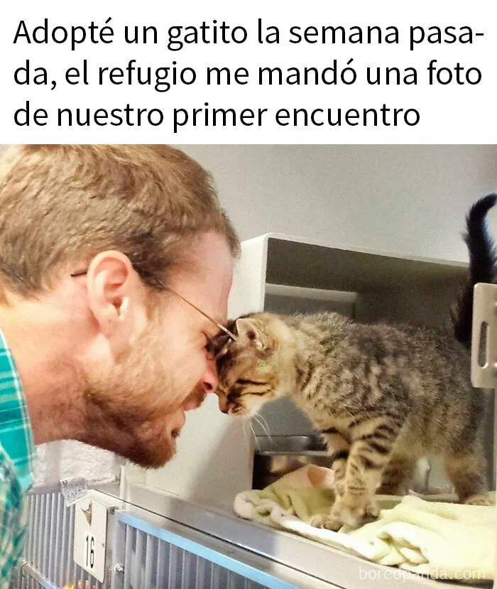 20 Memes adorables que demuestran lo especiales que son los gatos