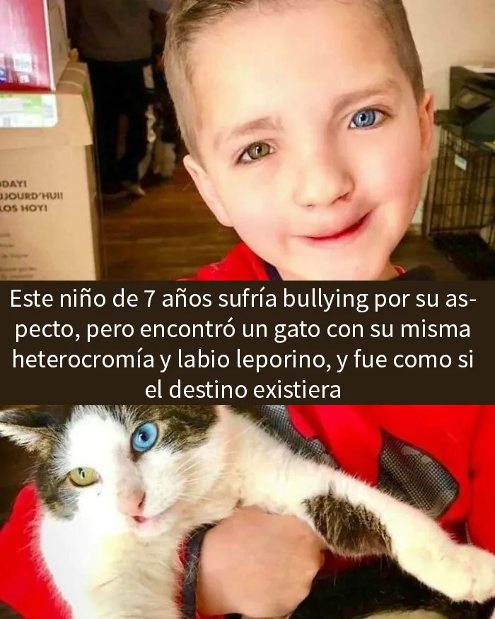 20 Memes adorables que demuestran lo especiales que son los gatos