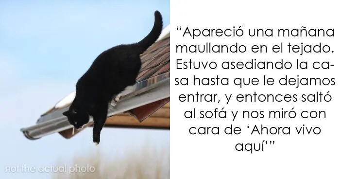 20 Personas cuentan sus experiencias con el «sistema de distribución de gatos»